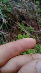 Hydrocotyle moschata parvifolia