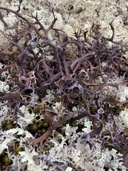 Masonhalea richardsonii