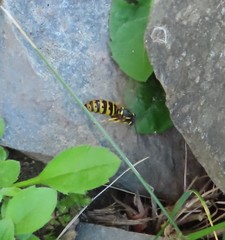 Vespula maculifrons