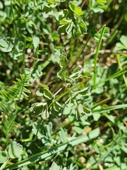 Thalictrum minus saxatile