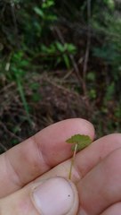 Hydrocotyle moschata parvifolia