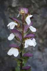 Acanthus mollis