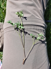 Thalictrum minus saxatile