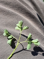 Thalictrum minus saxatile