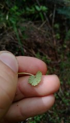 Hydrocotyle moschata parvifolia