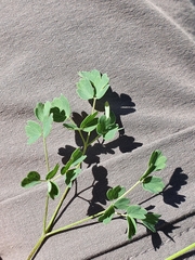 Thalictrum minus saxatile