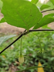 Lycianthes stephanocalyx