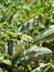 Thalictrum minus saxatile