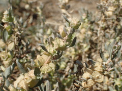 Atriplex lindleyi