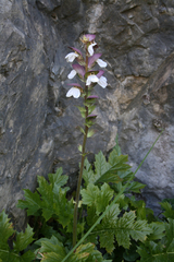 Acanthus mollis