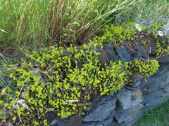 Sedum acre