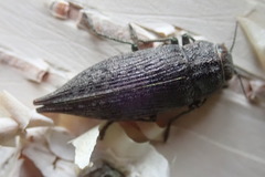 Dicercini