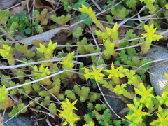 Sedum acre