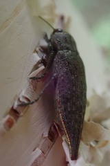 Dicercini