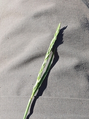 Bromus erectus