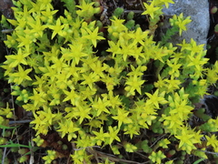 Sedum acre