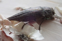 Dicercini