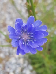 Cichorium intybus