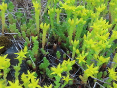 Sedum acre