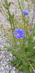 Cichorium intybus