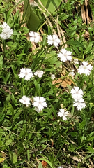 Heliosperma