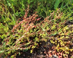 Rumex acetosella