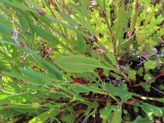Rumex acetosella