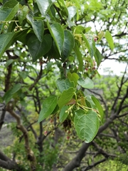 Jatropha cordata