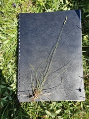 Festuca valesiaca