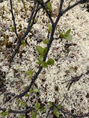 Betula nana