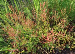 Rumex acetosella
