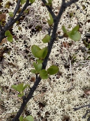 Betula nana