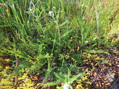 Achillea millefolium