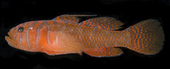 Priolepis semidoliata