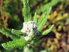 Achillea millefolium
