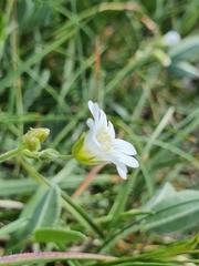 Cerastium arvense strictum