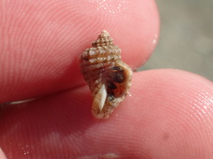 Ocinebrina