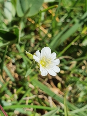 Cerastium arvense strictum