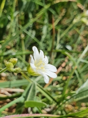 Cerastium arvense strictum