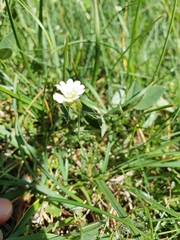 Cerastium arvense strictum
