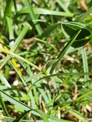 Cerastium arvense strictum