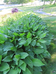 Hosta