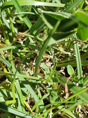 Cerastium arvense strictum
