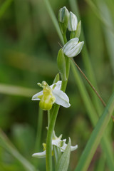 Ophrys apifera chlorantha