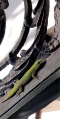 Phelsuma