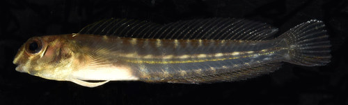 Gossamer blenny (Omobranchus ferox) — Blenniidae — 5