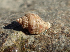 Ocinebrina
