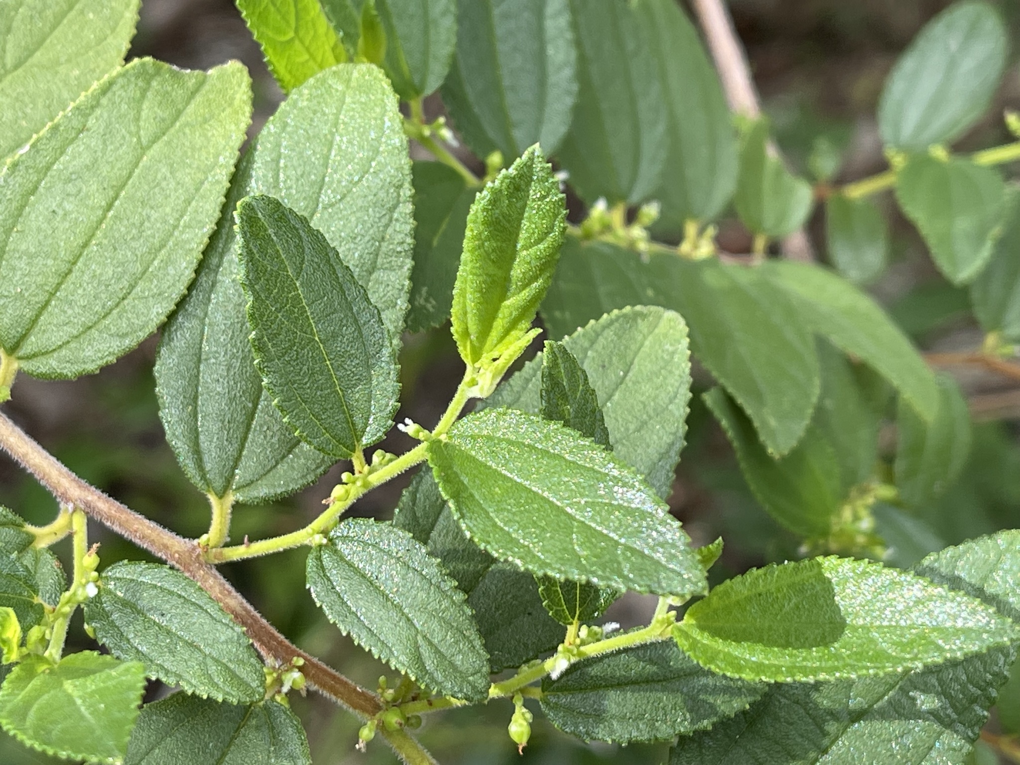 Trema lamarckianum