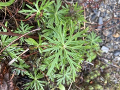 Aconitum delphiniifolium