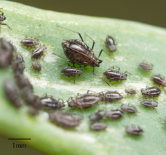 Neotoxoptera formosana